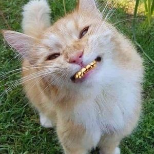 Meet your Posher, Allen